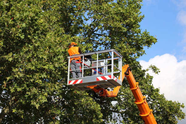 Best Tree Stump Removal  in Jonesville, NC